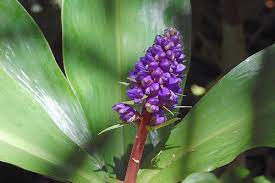 Purple Ginger Plant Ginger Plant Plants Flowers