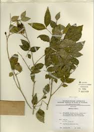 Image result for Pseudoconyza viscosa