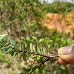 Image result for Vaccinium madagascariense