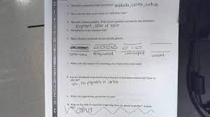 Hair Fiber Evidence Worksheet Answers Promotiontablecovers