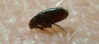 Does One Flea Mean An Infestation Chem Free Blog
