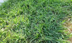 We did not find results for: Crabgrass How To Get Rid Of This Weed For Good Epic Gardening