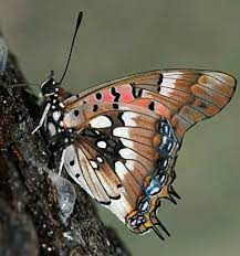 Pin De Susana Chaile En Mariposas Mariposas Bellas Animales Majestuosos Mariposas
