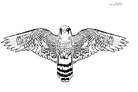 Hawkquest anatum peregrine falcon (male). Tatoo Tatuagens Colorir
