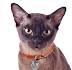 Tonkinese Kittens for Sale - Adoptapet