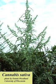 Image result for Cannabis sativa