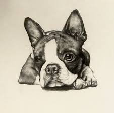 Little Boston Terrier Puppy In Tonal Pencils By Artist Imogen Wood Based In Southampton U K Boston Terrier Art Boston Terrier Painting Boston Terrier Dog