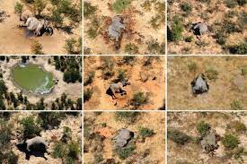 Find what to do today or anytime in august. Menyedihkan Lebih Dari 360 Gajah Mati Misterius Di Botswana