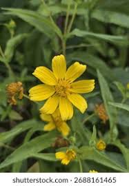 Image result for Guizotia scabra