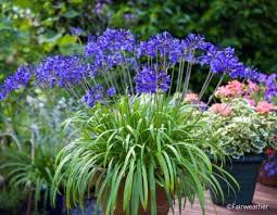 Les grandes fleurs de l'ipomée vivace (ipomoea learii) apparaissent en bouquets, s'ouvrant en alternance à ipomoea learii peut se plait en pot, ce qui permet d'envisager sa culture à peu près partout en france. Agapanthe Une Vivace Qui Fleurit Tout L Ete