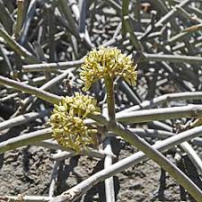 Image result for Cynanchum orangeanum