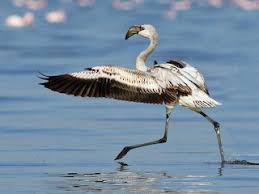 Image result for lesser flamingo