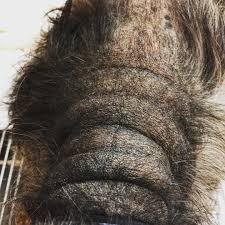 Animal Jobs Near Me 2020 Vet Med Hair Falling Out Fall Hair