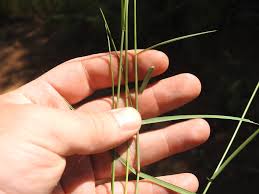 Image result for Aristida congesta
