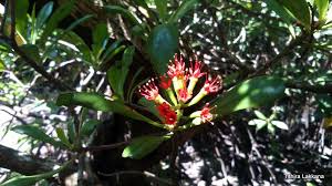 Image result for Vahlia digyna