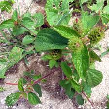Image result for Acalypha polymorpha