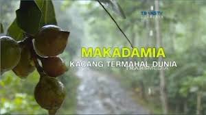 We did not find results for: Makadamia Kacang Termahal Di Dunia Youtube