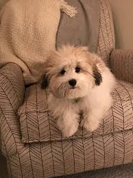 Black And White Coton De Tulear Puppies For Sale Coton De Tulear Griffinsworldexcellent On Instagram Havanese Puppies Havanese Coton De Tulear Dogs