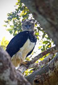 Muat turun gambar siluet burung terbang, terbang, burung, dayan png atau psd ini secara percuma. Harpy Eagle Burung Elang Terbesar Di Dunia Seukuran Manusia Indozone Id