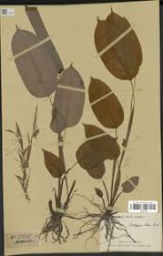 Image result for Halopegia