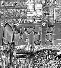 Image result for Dictyophleba ochracea