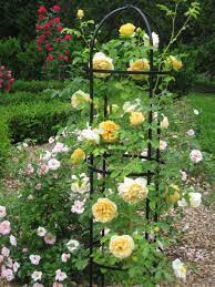 Box 11 pineola, nc 28662 electronic mail click on send email gardenmetalwork@yahoo.com. Cage Your Climbing Roses Laidback Gardener