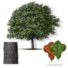 Black And Decker Plant In Texas Quercus Marilandica Blackjack Oak Tree Service Garden Trees Tree