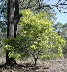 Image result for Acacia decurrens