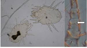 Image result for what do Cheyletiella look like in dog fur