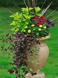 Whether you're a beginning gardener or a pro, these popular perennials are some of the best to include in your garden. Best Thriller Plants For Containers Hgtv