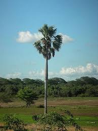 Image result for Borassus