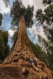 Are we running out of trees? What Are The Oldest And Largest Trees In The World Kern River Rafting Sierra South Mountain Sports