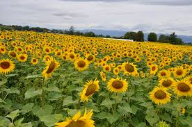 Bespoke flowers for every occasion. Sunflower Season Living In Geneva