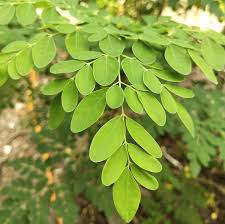 Image result for Moringa oleifera