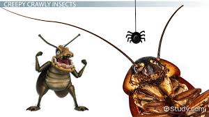 For example, many will migrate from the north to the south until the spring. Useful Insects Lesson For Kids Video Lesson Transcript Study Com