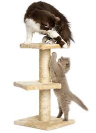 Yazık o canlara, aynı koşullarda kendi çocuğunuzun kedine sokakta mı bakıyorsun evde mi? Kedim Evde Yalniz Kalabilir Mi Kalbimdeki Patiler