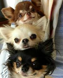 Instagram Ramkira2127 Cute Dogs Cute Chihuahua Cute Funny Animals