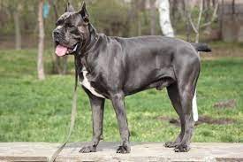 This dog has potential of becoming an excellent. Cane Corso Italiano Ein Ausgeglichener Schutzhund My Animals