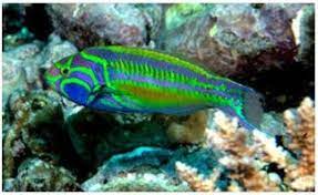 Daftar isi  hide 1 15 jenis ikan hias air laut untuk aquarium kecil dan besar. 44 Jenis Ikan Laut Hias Aquarium Cantik Harga Termahal