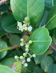 Image result for Chrysobalanus icaco