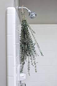How To Make A Sinus Clearing Eucalyptus Shower Recipe Shower Plant Eucalyptus Shower Eucalyptus
