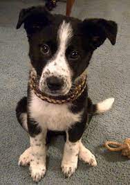 Chevy The Border Collie Mix Puppies Collie Mix Retro Dog