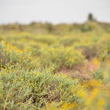 Image result for Pentzia incana