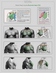 Learn about torso muscles with free interactive flashcards. Srb Blog Torso Anatomy Anatomy Anatomy For Artists Anatomy Reference