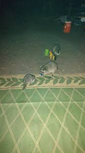 Cabela's deluxe camp kitchen review. Who Else Has The Cabela S Deluxe Camp Kitchen Tent Camping Food Storage The Dis Disney Discussion Forums Disboards Com