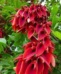 Image result for Erythrina livingstoniana
