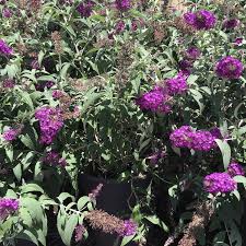 Image result for buddleia davidii
