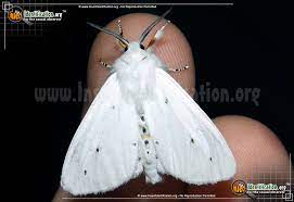 Alypia ridingsi at escure ranch, may. Virginian Tiger Moth Spilosoma Virginica