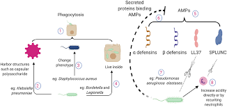 September 1973) er en norsk programleder fra oslo. Frontiers Mechanisms Of Epithelial Immunity Evasion By Respiratory Bacterial Pathogens Immunology