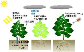 多収に効果 葉面散布用液体肥料 グルハートプラス ニュース 農薬 Jacom 農業協同組合新聞